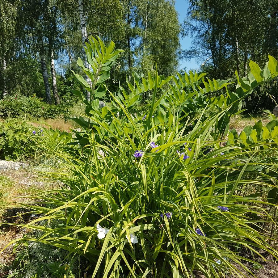 Vila Sanzila Bernatoniai Екстериор снимка